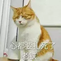 新手第一次养猫,选择英短还是美短呢?总算搞清楚了