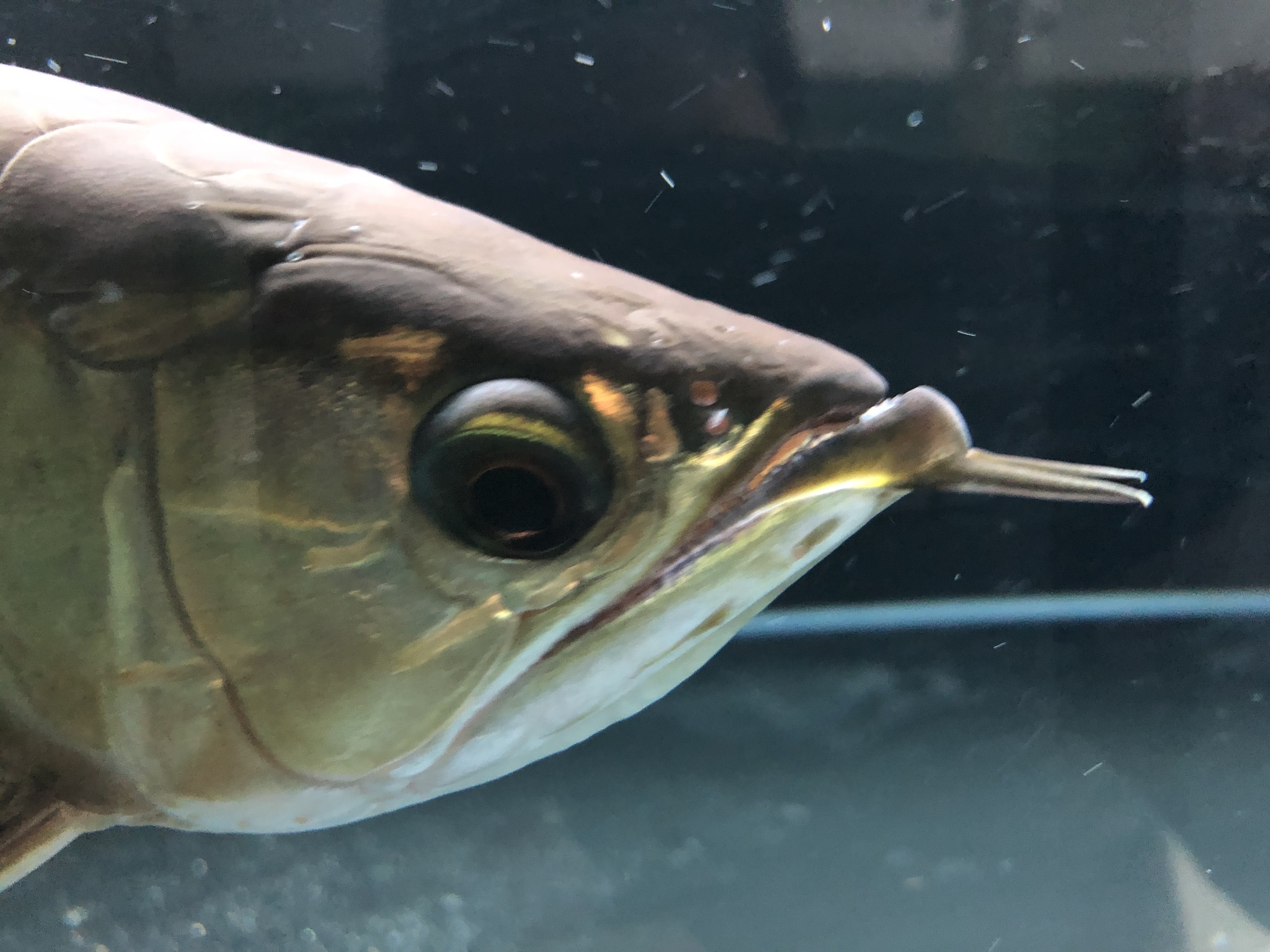 银龙鱼多少钱龙鱼兜嘴