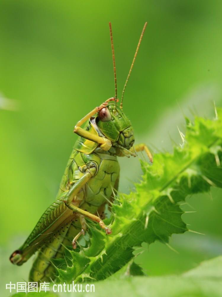 摘錄《中華本草》各家論述《中國藥用動物志》:有解毒,止痛,利水消腫