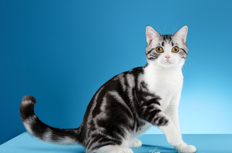 最适合懒人养的猫咪，它们可能比你更懒