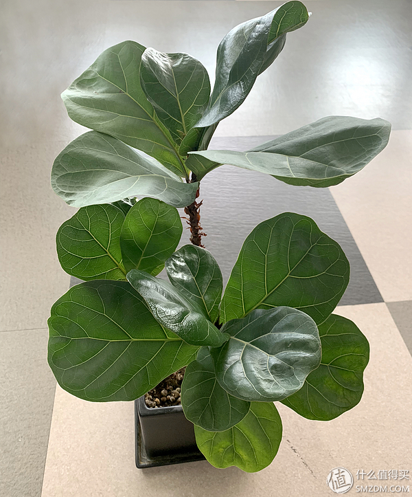 12种高颜值室内小株植物,给你一个春意盎然的家!(附养护心得)