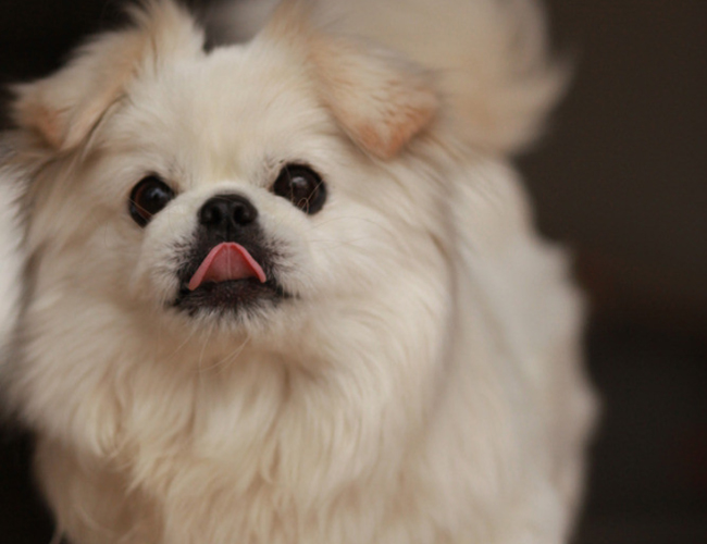 曾经享尽荣华富贵的皇家御犬——京巴犬 挑选饲养护理方法等全介绍