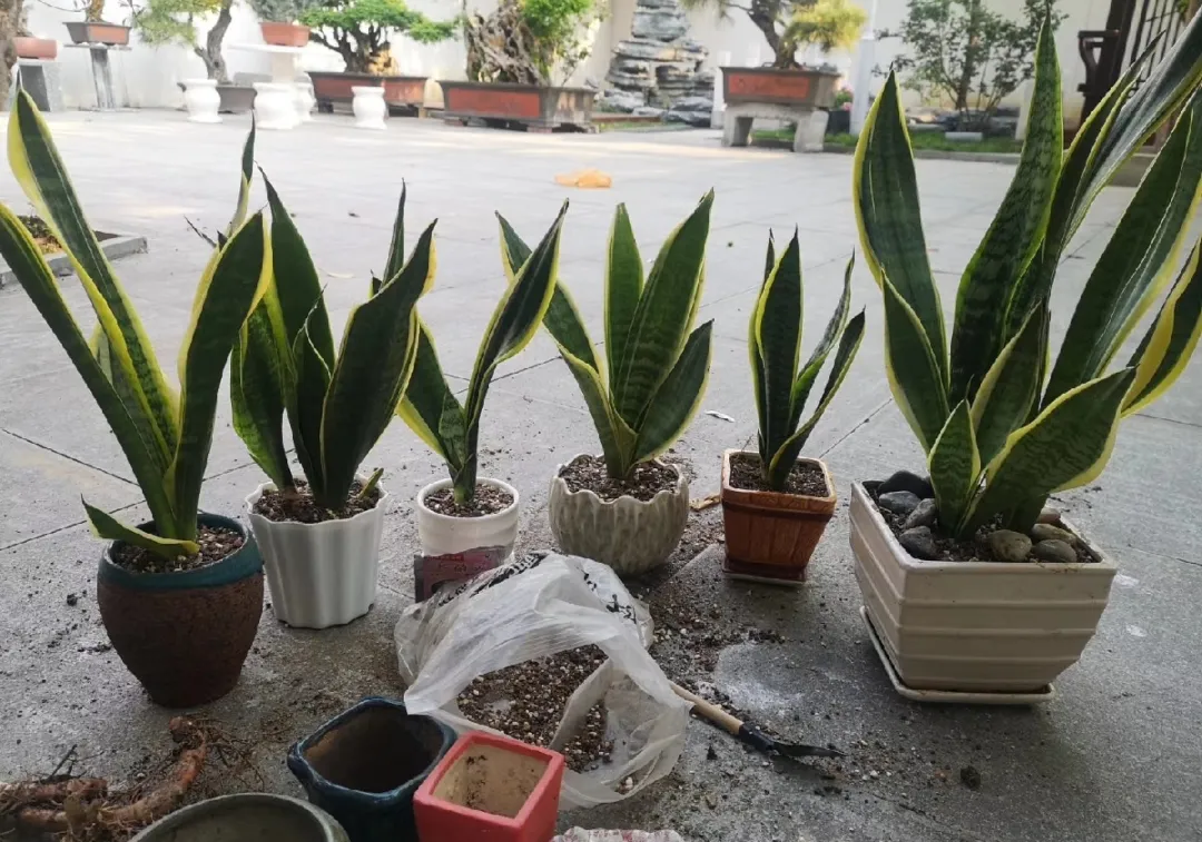 花上長了這個,再不換盆,就要憋死了