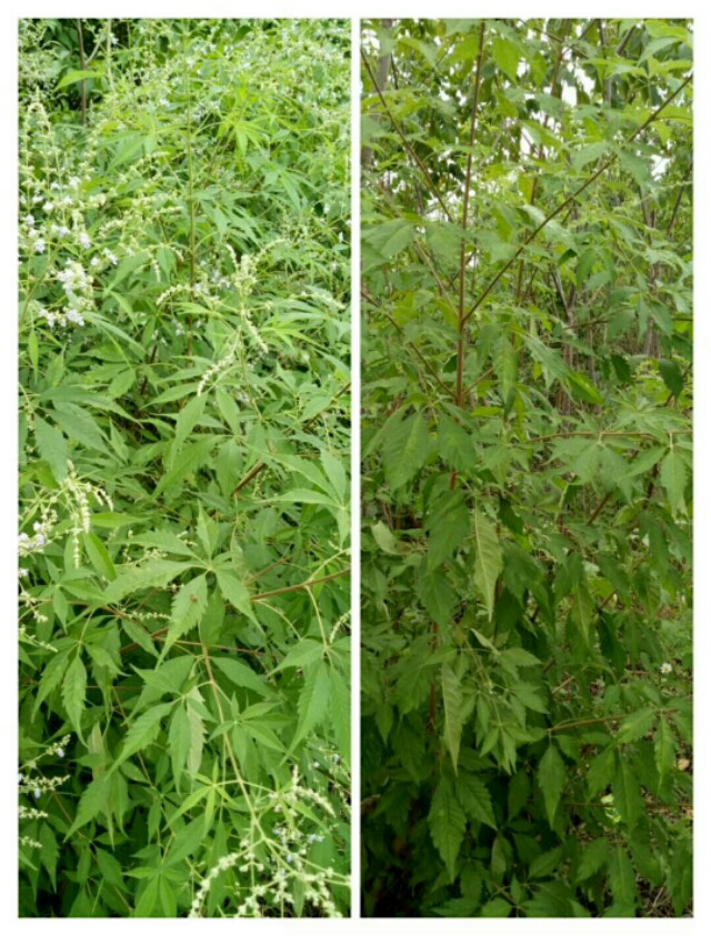 一个意外的发现黄荆树给我们带来的益处和好处