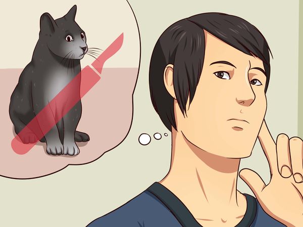 如何去除猫尿味（附图片）