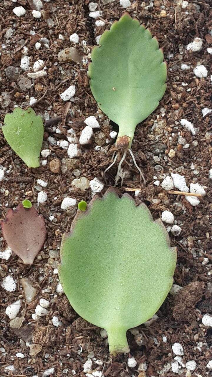 小白想养花试试落地生根,不懂花也能养活,太好养了