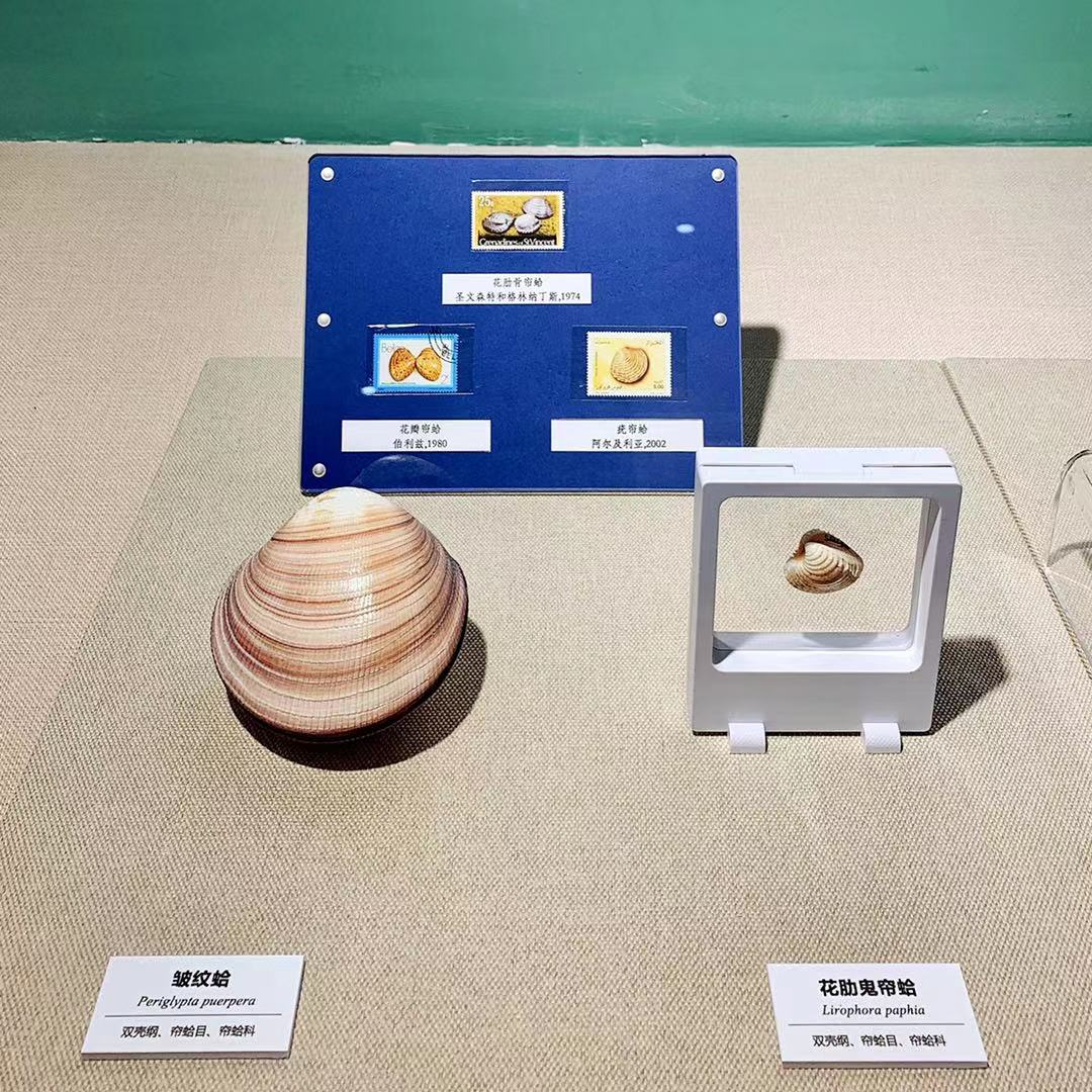 贝壳和贝壳的制造者（一）：它们的名字