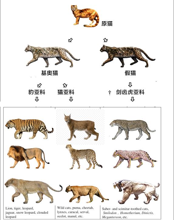 熊的祖先进化图图片