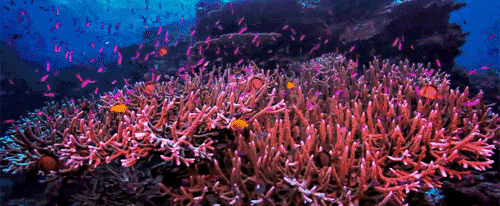 你对海洋了解吗？不要错过这个生物多样性环保创意大赛！