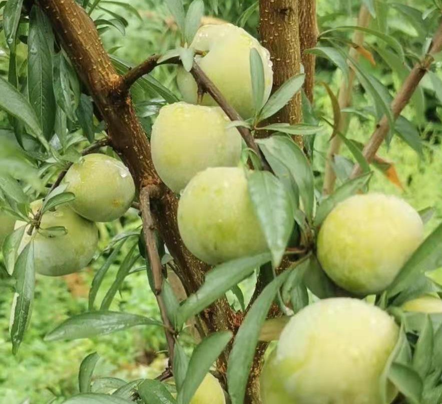 蜂糖李落花落果多,记住1个保花保果小配方,李子花壮果多