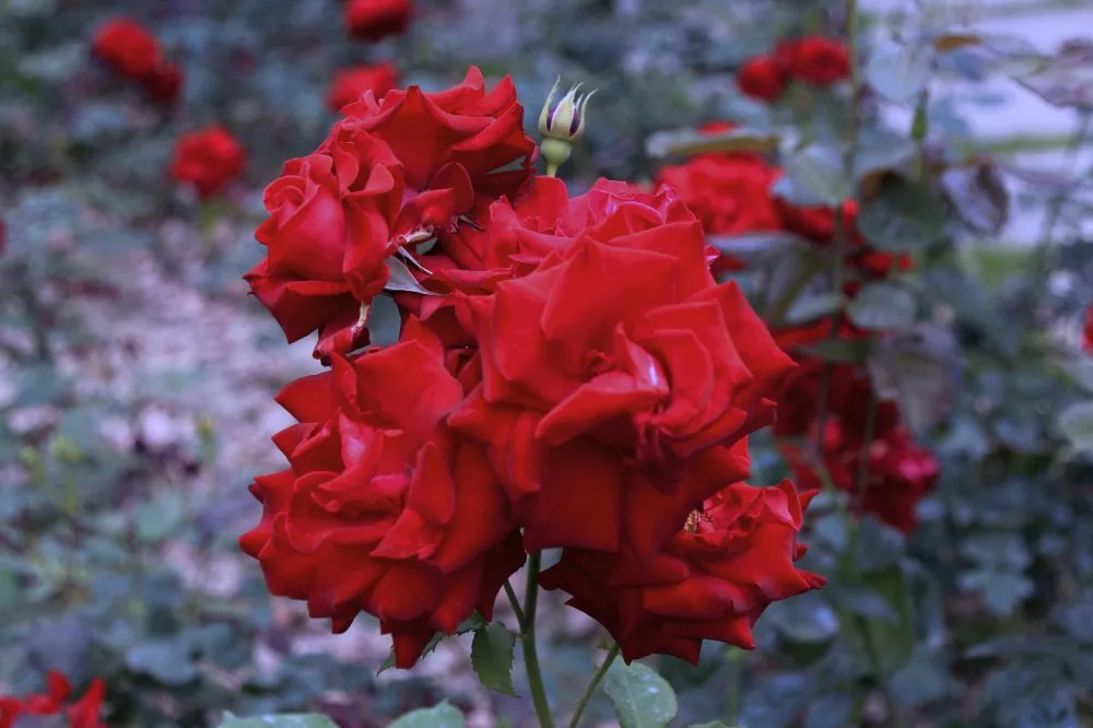 玫瑰花颜色的含义（不同颜色的玫瑰花语讲解）