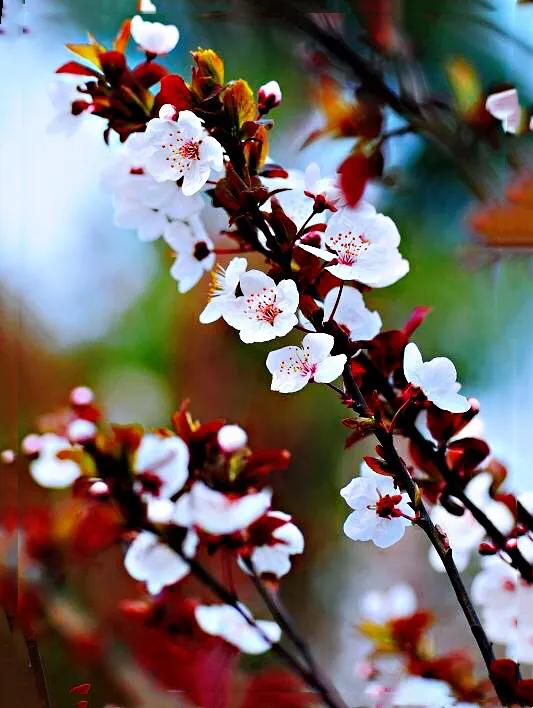 樱桃花和樱花的区别是什么（樱花和樱桃花的不同点）