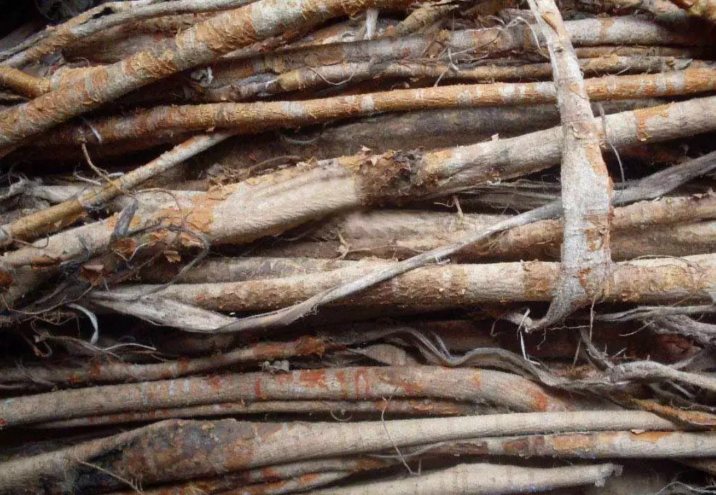 桑白皮的功效与作用及食用方法桑树全身都是宝而桑白皮这块宝不可忽略