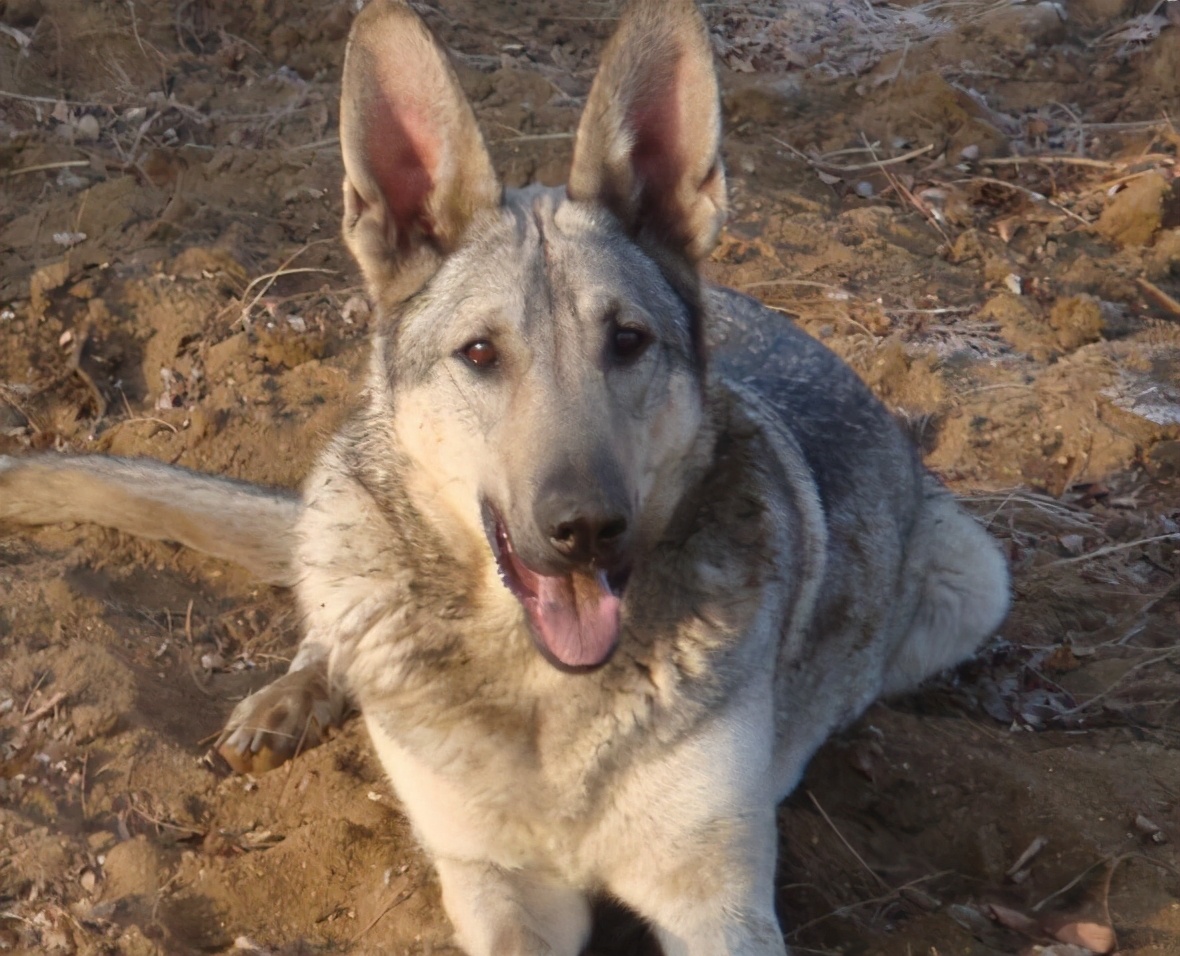 正宗狼青犬图片(关于) - 赤虎壹号