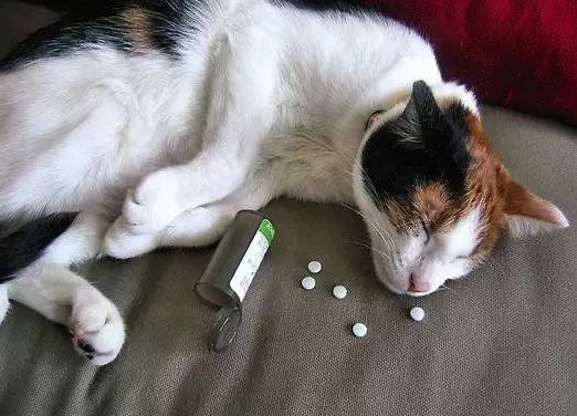 猫咪有这几种表现，赶紧给它驱虫，不然情况更糟