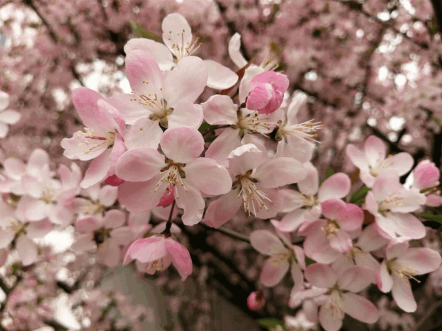 考研院校说 | 同济大学：同舟共济，同济古训！