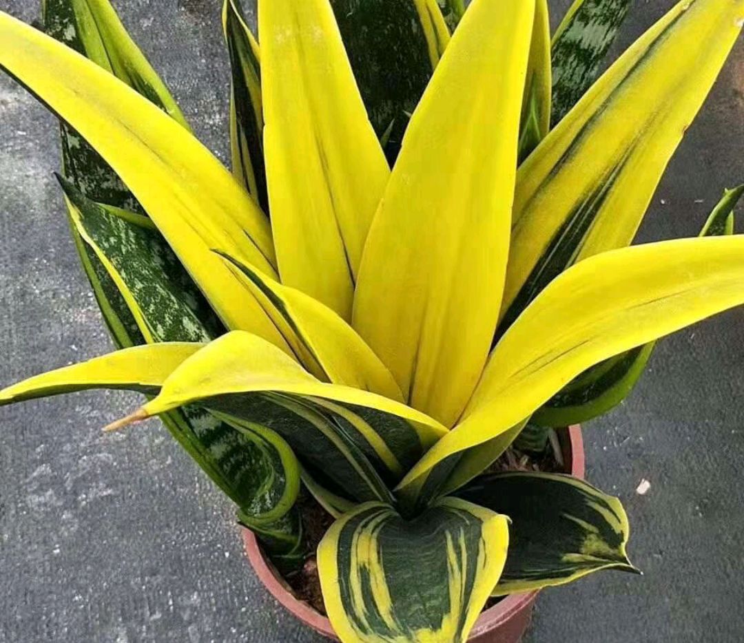 20种“懒人”花草，阳台客厅必备，好养好看，还能净化空气