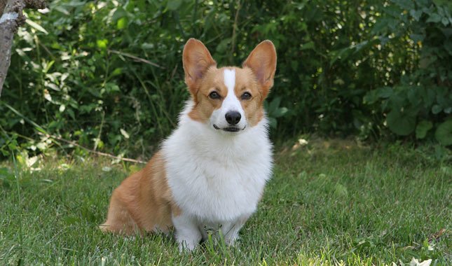 英国可卡犬多少钱一只(排行榜) - 价格百科