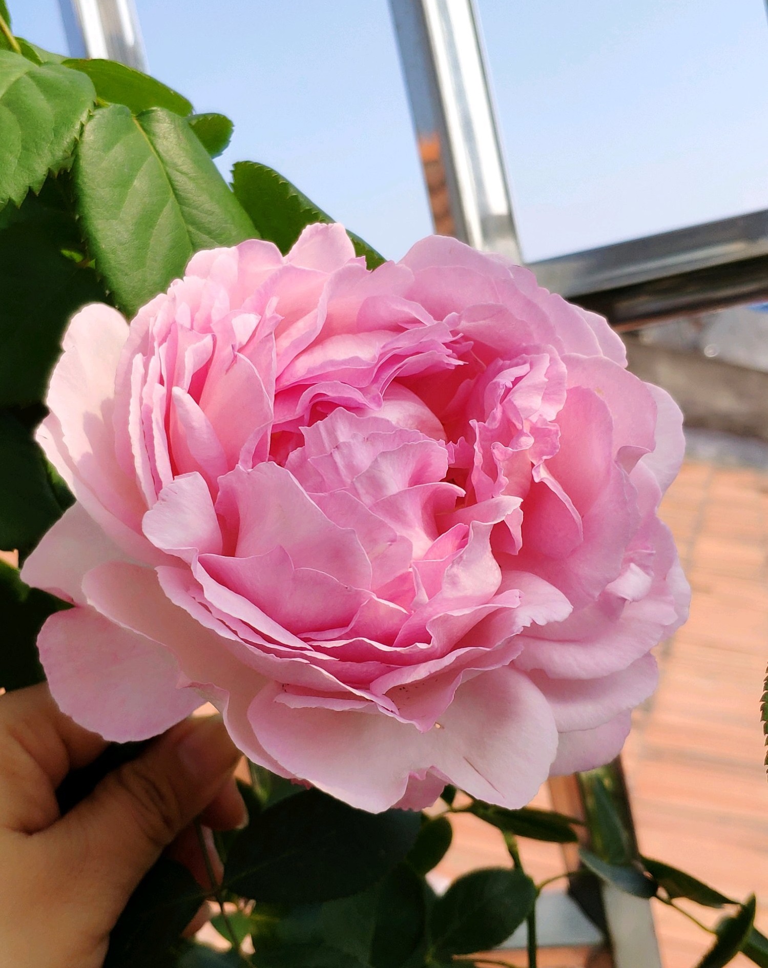 月季伊芙一号怎么养小技巧「精心整理」 -骁龙网