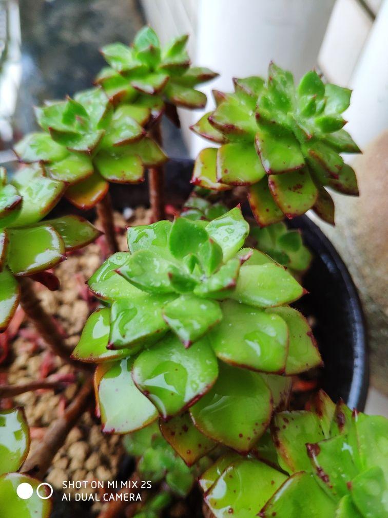 夏天极端天气下,多肉养护问题多,注意5点,多肉安然度夏