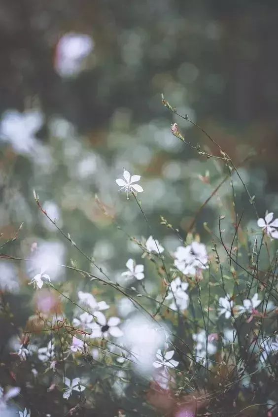 最美不过田园生活：十首闲适诗词，惬意快然