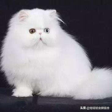 建议十二星座养的猫！有些可能听都没听过