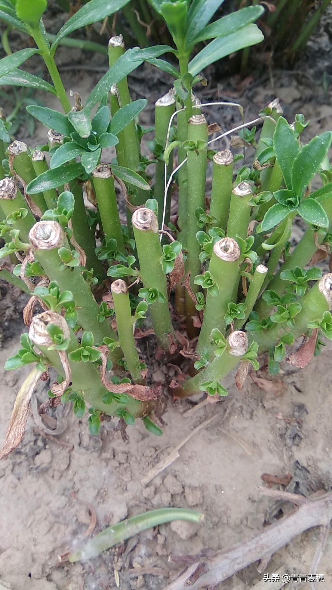 养心菜怎么做好吃(养心菜的两种简单的吃法)