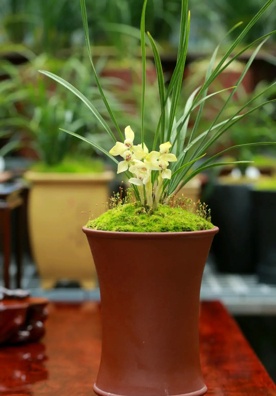 春天花盆里“小黑飞”肆虐，花匠小美推荐6种可行的简易灭虫方法