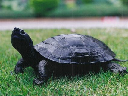 一直把它们都叫"乌龟"真的好吗?