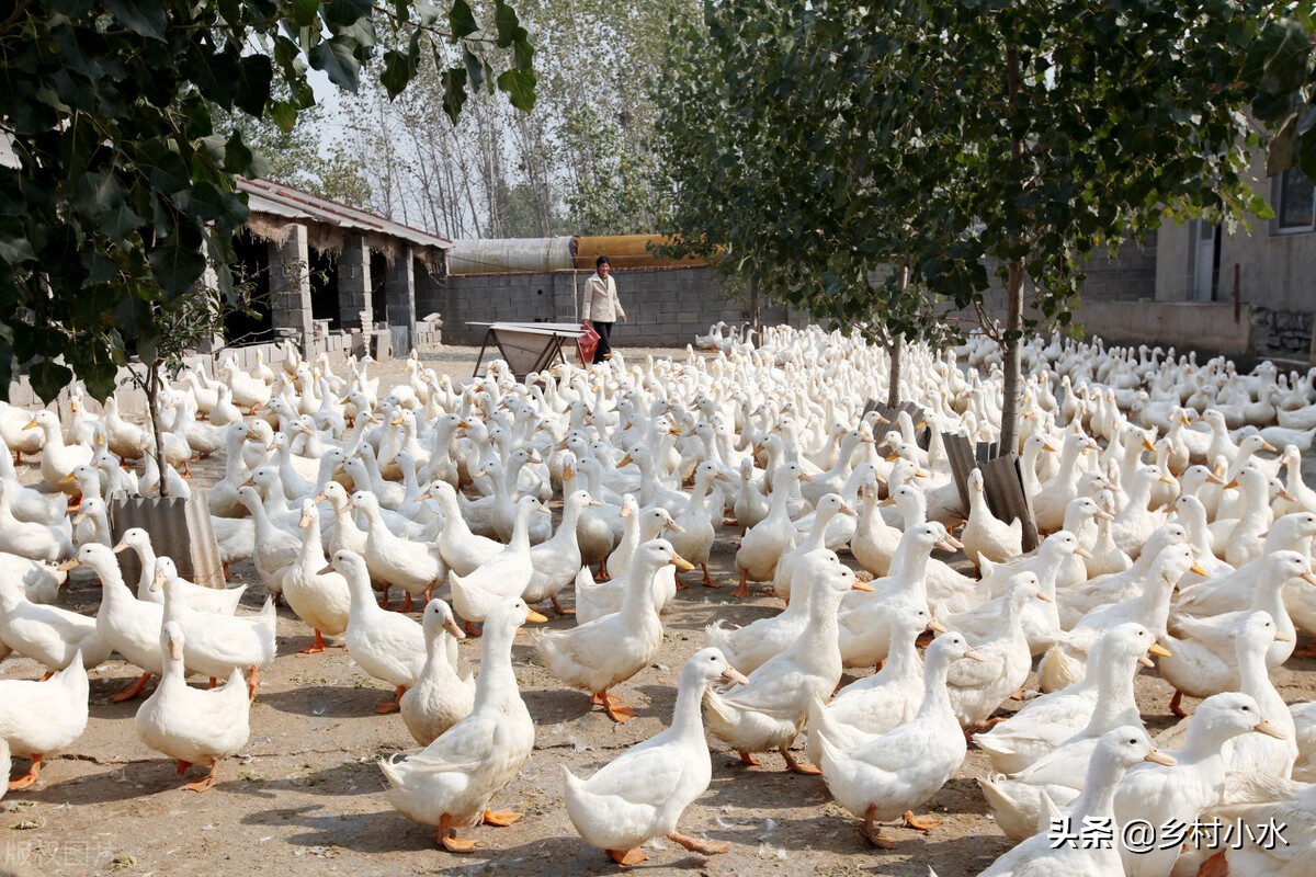畝產(chǎn)30噸，俄羅斯飼料菜號(hào)稱“飼草之王”，種植一次可以收割10年