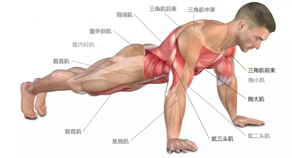 伏地挺身常見的5大錯誤，難怪胸肌沒感覺