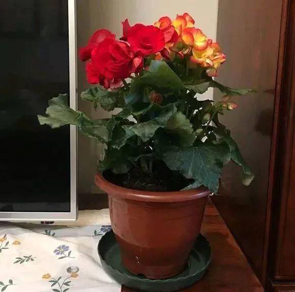 养杜鹃花关键在浇水上，学一招，省事还不用担心烂根！