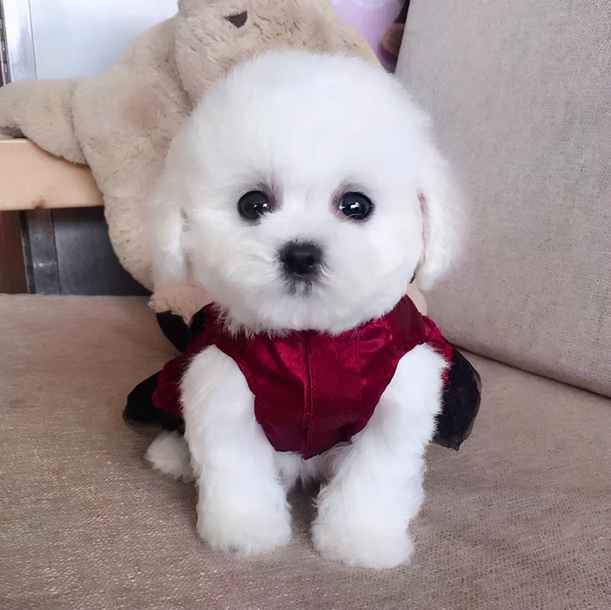 想知道自家比熊犬“纯不纯”，看这几个方面就够了