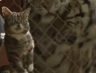 2020版最新法官、检察官表情大全！哈哈哈