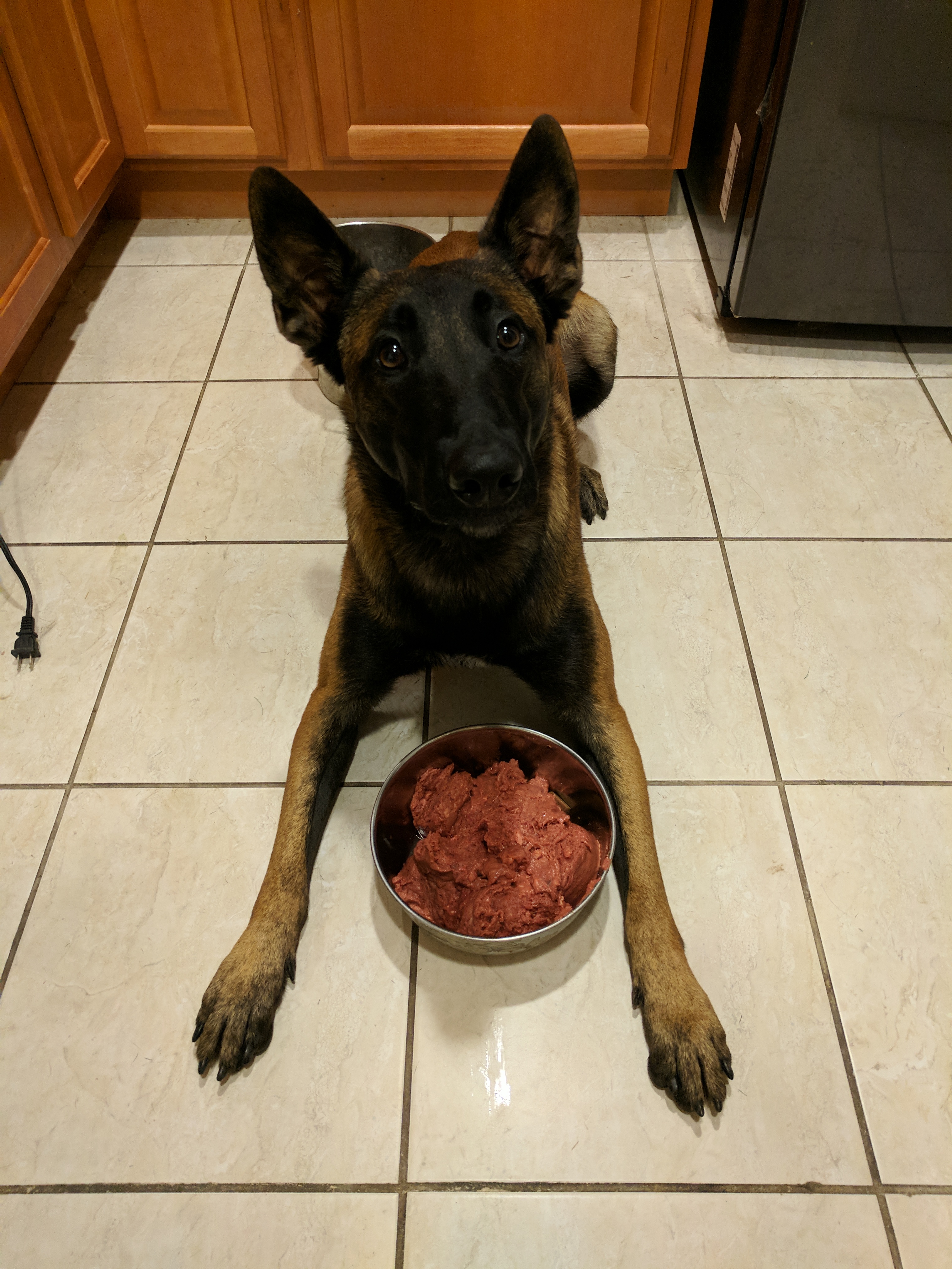 养马犬的十大好处,不养不知道