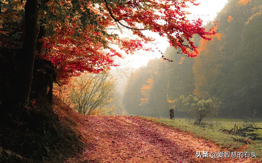 愚蠢的人都有一個顯著的特徵：喜歡把別人當傻瓜