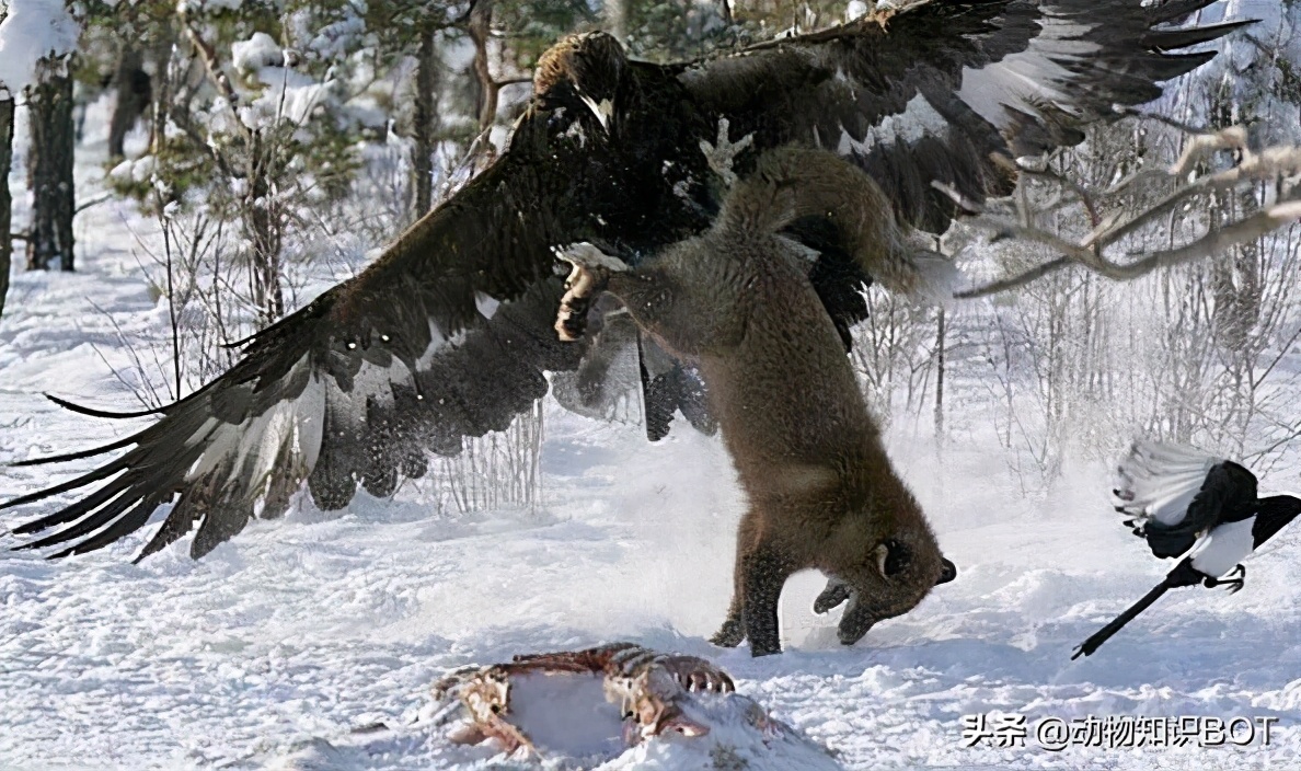 中国境内的“万鹰之王”——金雕，能单杀野狼，叼着山羊飞