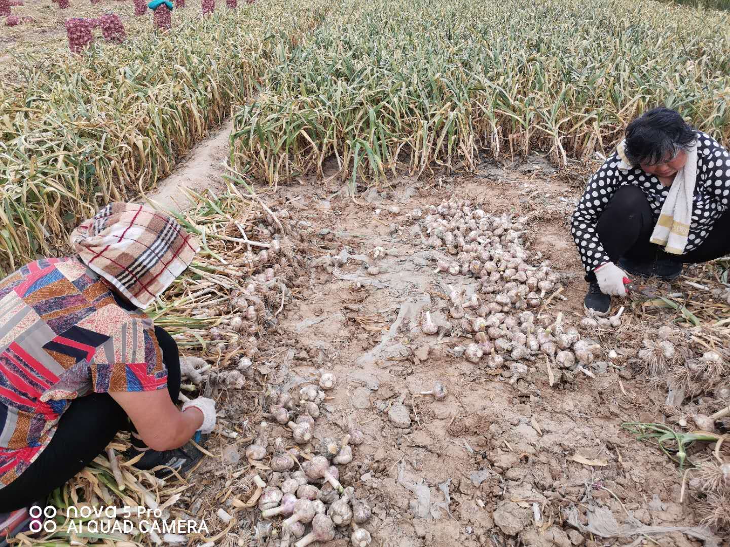 大蒜畝產量,大蒜畝產量一般是多少