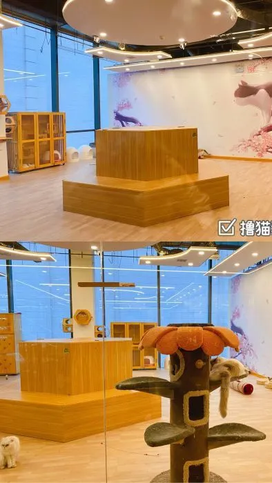 「探GAI」沈阳,那些正被猫治愈的年轻人