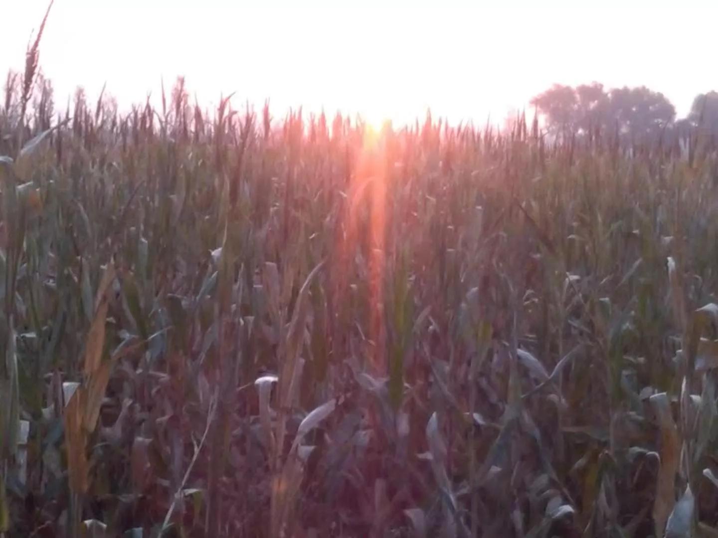 《原创文章》幸福就是不多想