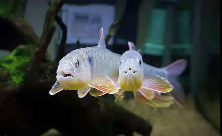 最漂亮的原生鱼,宽鳍鱲三兄弟