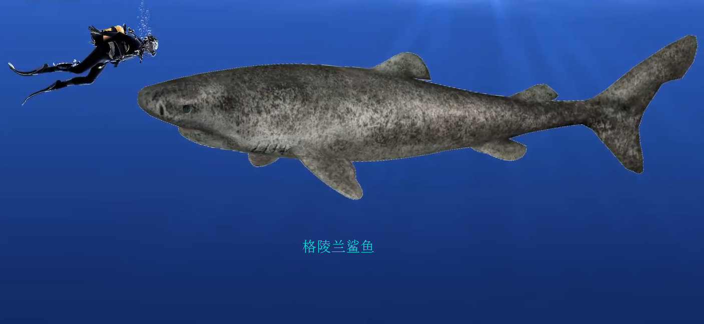 鲨鱼的种类鲨鱼的种类及名称图片