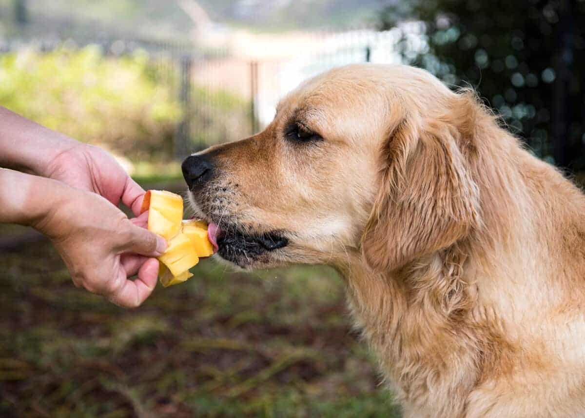 狗能吃芒果吗（大家养狗狗都要知道的知识）
