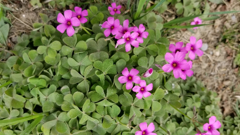 红花酢浆草的功效与作用