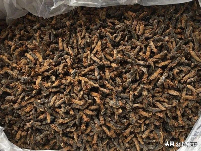 它还有很大的药用价值,是一种常见的中药材,可能很多人都不知道蝼蛄还