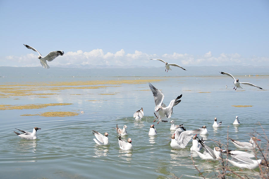 湟鱼,鳇鱼