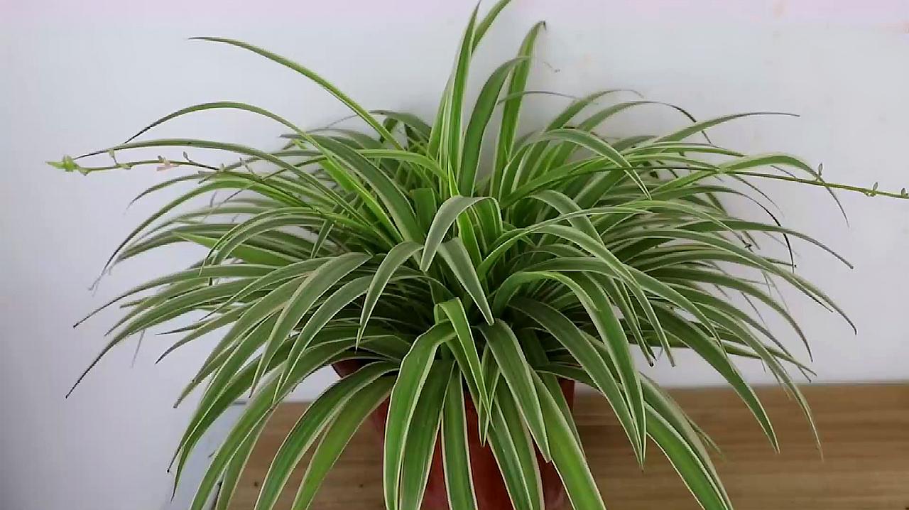 20种“懒人”花草，阳台客厅必备，好养好看，还能净化空气