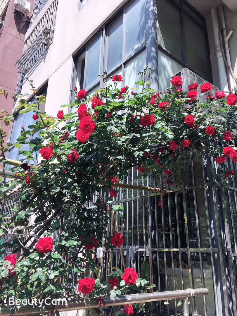 家里养蔷薇，给它扎个“花架子”，蹭蹭爬成花墙