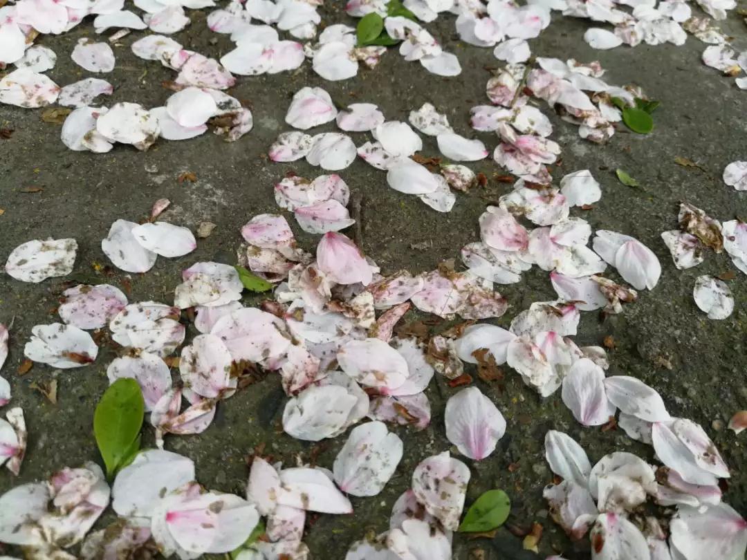 考研院校说 | 同济大学：同舟共济，同济古训！