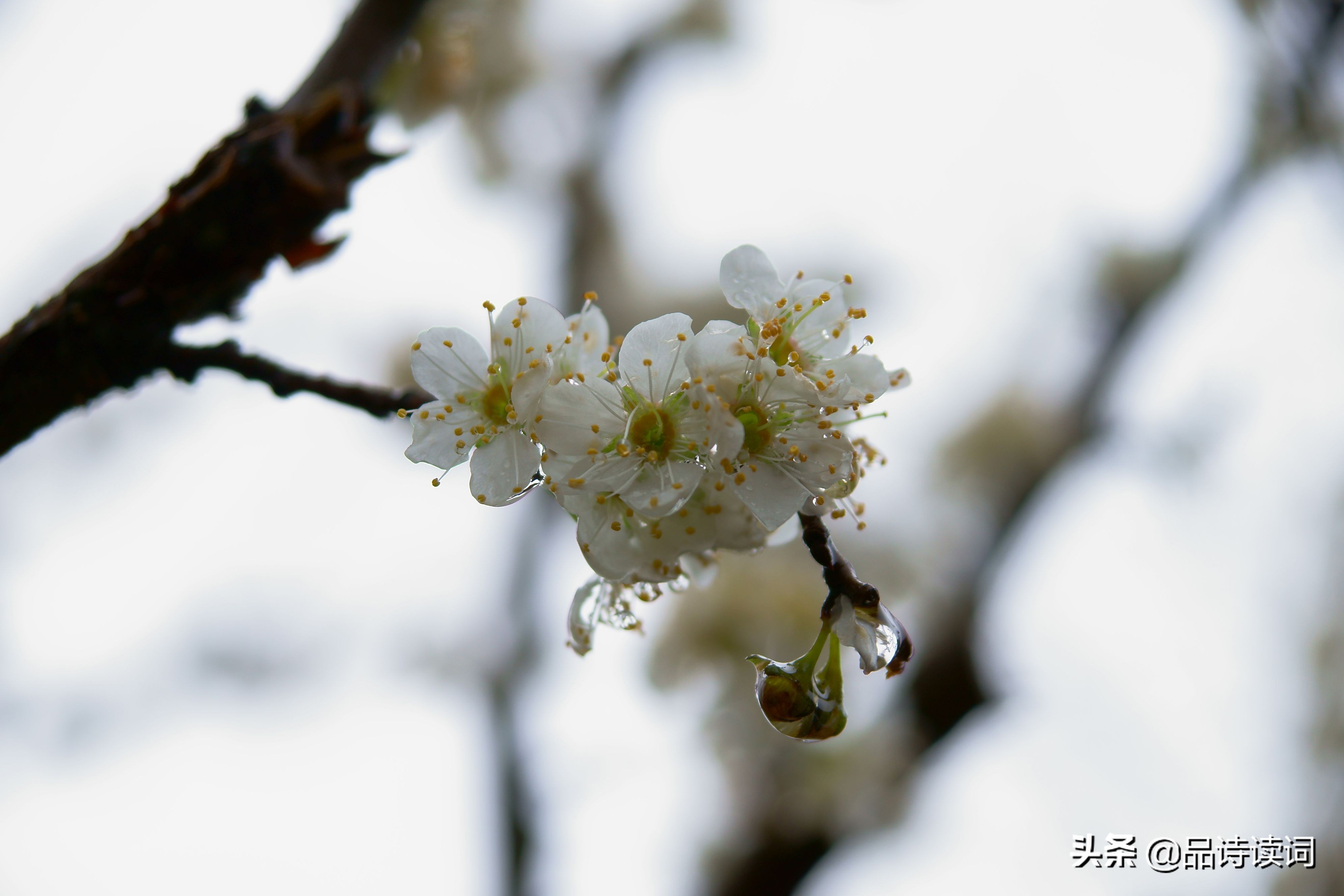韩愈很经典的一首诗，表现手法高超，写出了完全不一样的春色美景